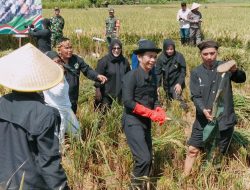 Panen Raya Padi Serentak: Simfoni Kemakmuran dan Ketahanan Pangan Nasional