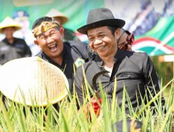 Om Zein Bergabung dalam Panen Raya Padi Nasional