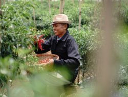 Rahasia Sukses Petani: Benih Unggul dan Adopsi Teknologi